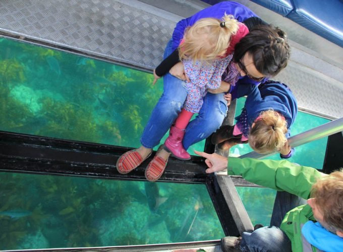 Glass-Bottom-Boat-reef-safari